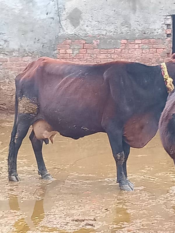 Cross cow for sale 6