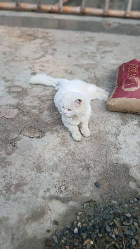 Persian male cat 0