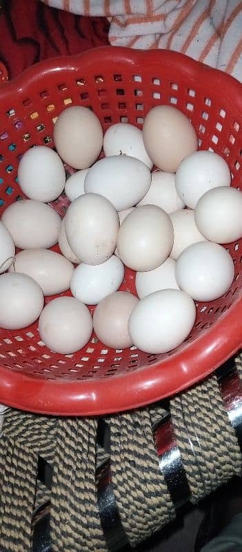 Furtile eggs desi hens 0