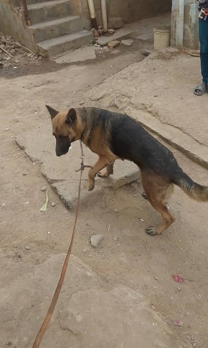 Stock coat German Shepherd 0