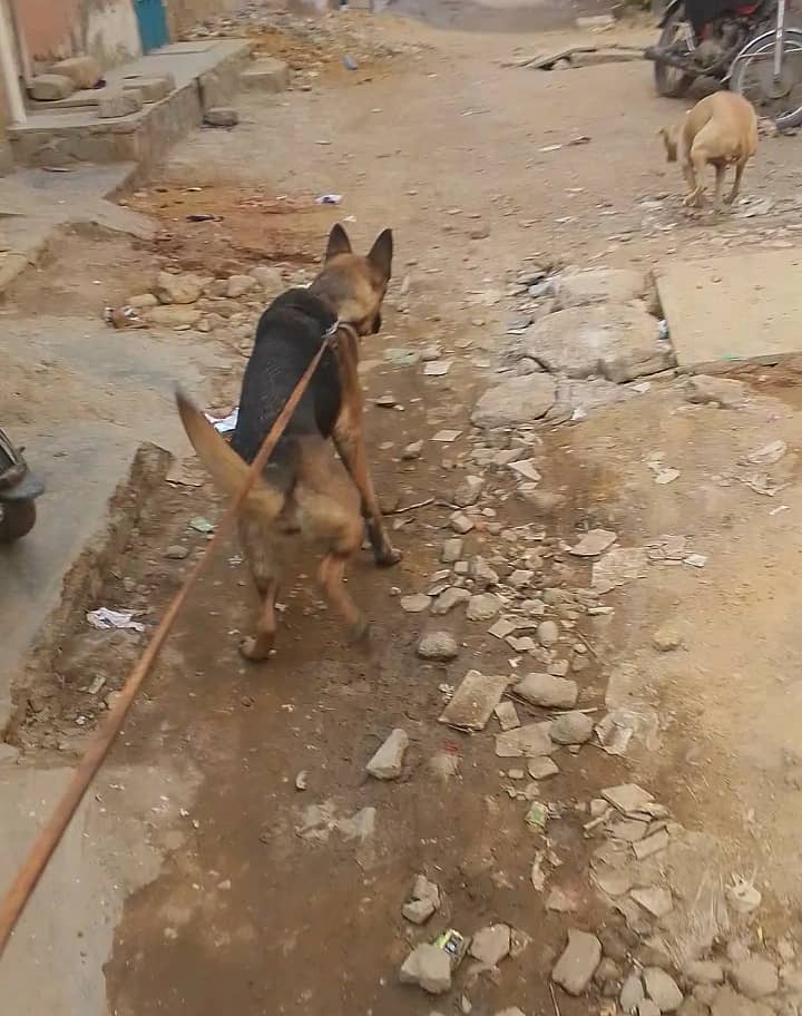 Stock coat German Shepherd 4