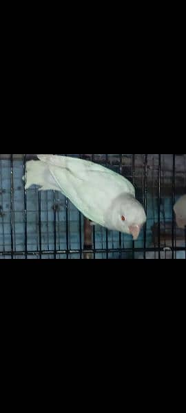 Albino Red Eyes or Some More Birds. 0