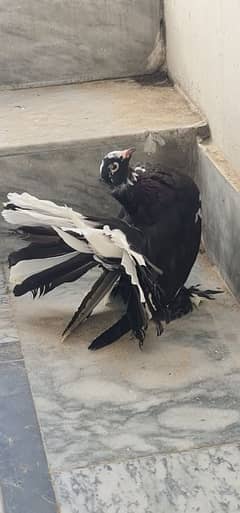 beautiful indian fantail lakay