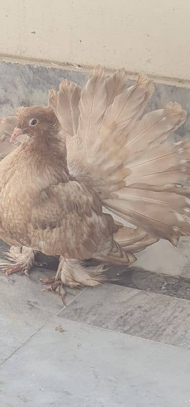 beautiful indian fantail lakay 1