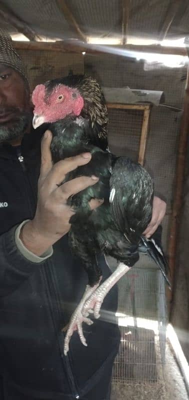 mianwali aseel hens and roosters for sale 0