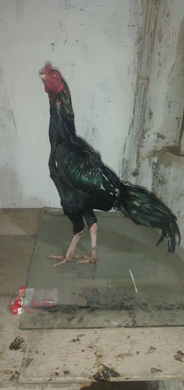 mianwali aseel hens and roosters for sale 1