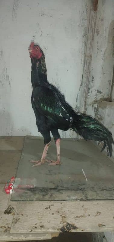 mianwali aseel hens and roosters for sale 2