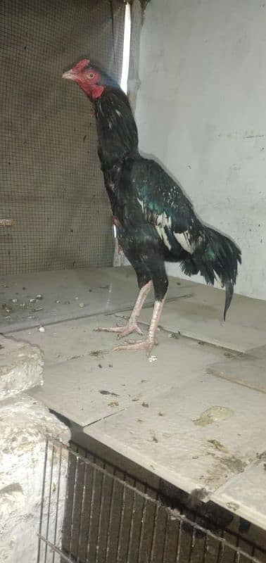 mianwali aseel hens and roosters for sale 3