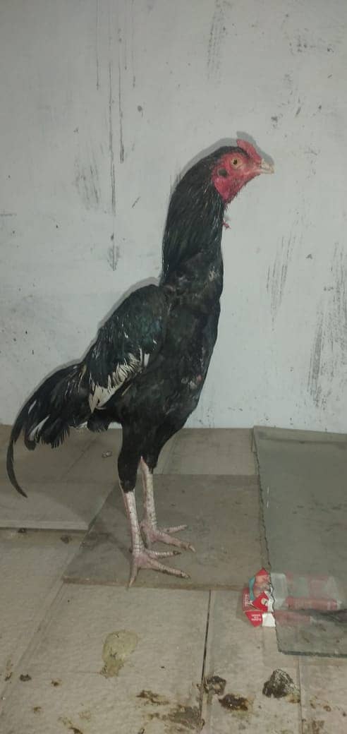 mianwali aseel hens and roosters for sale 4