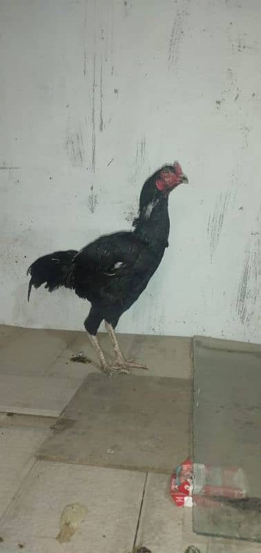 mianwali aseel hens and roosters for sale 5