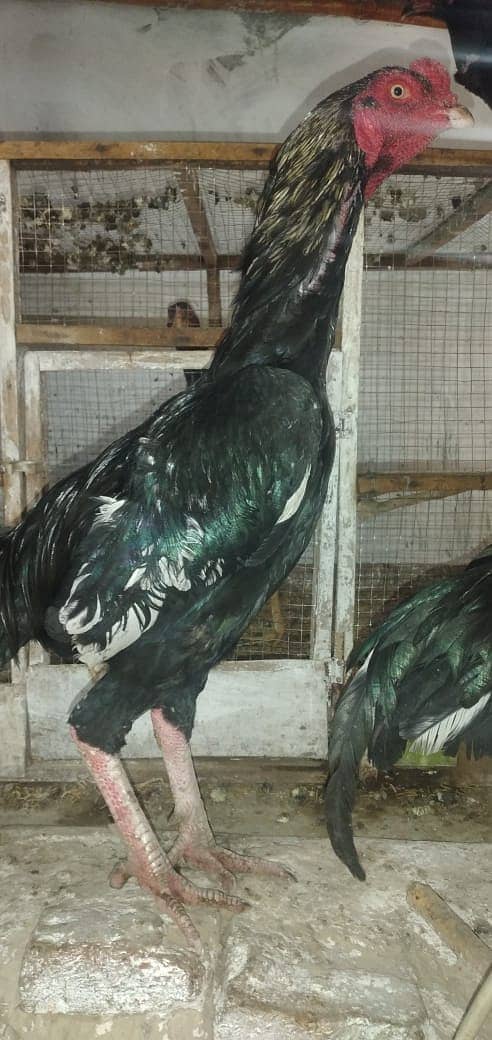 mianwali aseel hens and roosters for sale 6