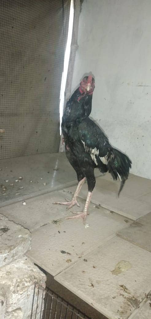 mianwali aseel hens and roosters for sale 7