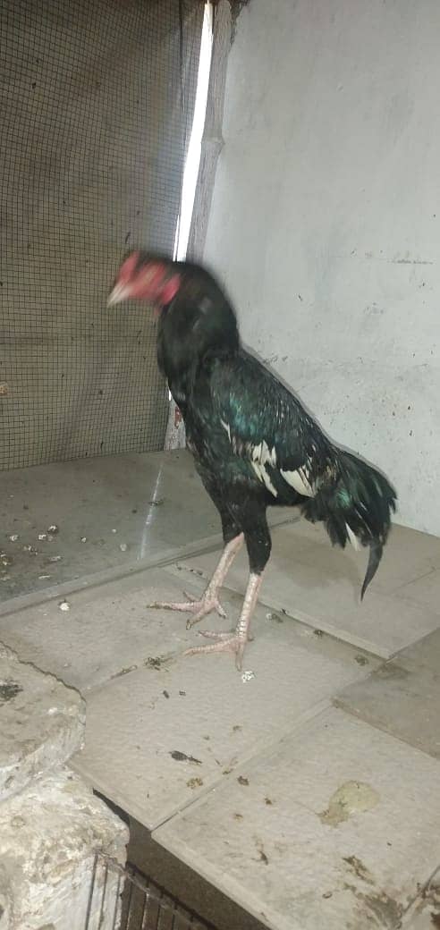 mianwali aseel hens and roosters for sale 8