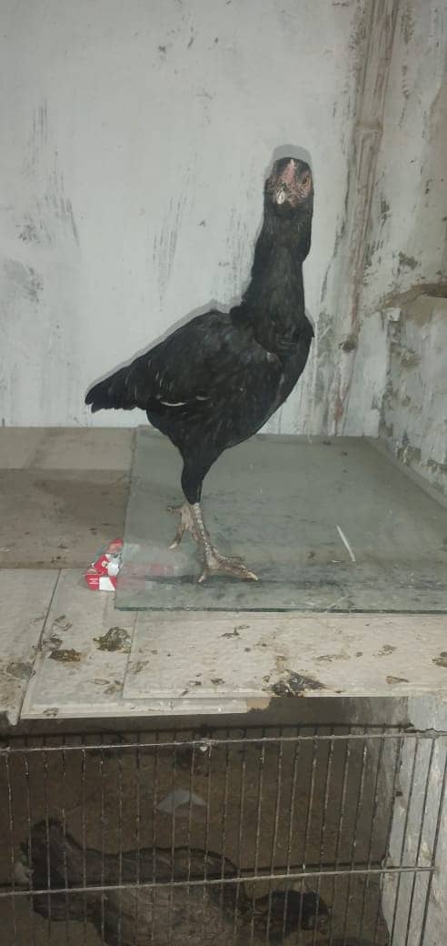 mianwali aseel hens and roosters for sale 9