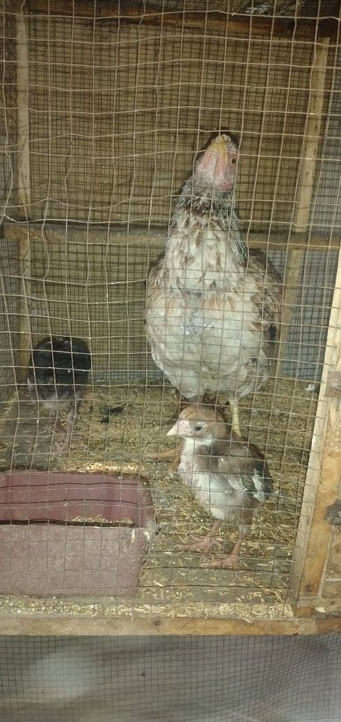 mianwali aseel hens and roosters for sale 10