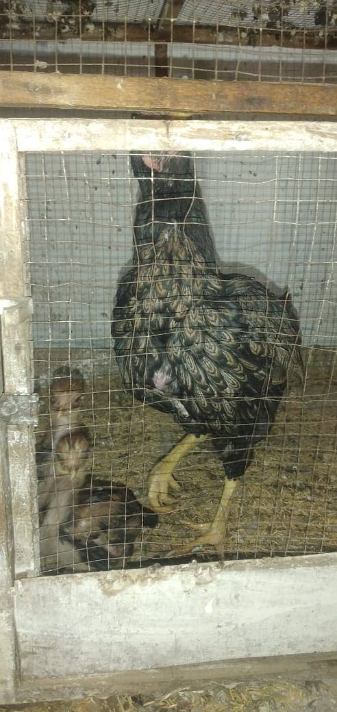 mianwali aseel hens and roosters for sale 11