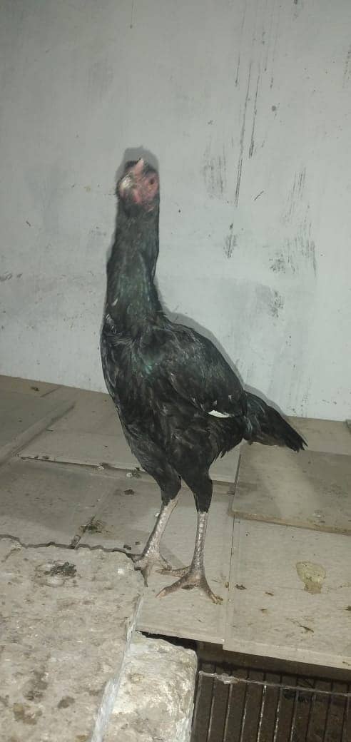 mianwali aseel hens and roosters for sale 12