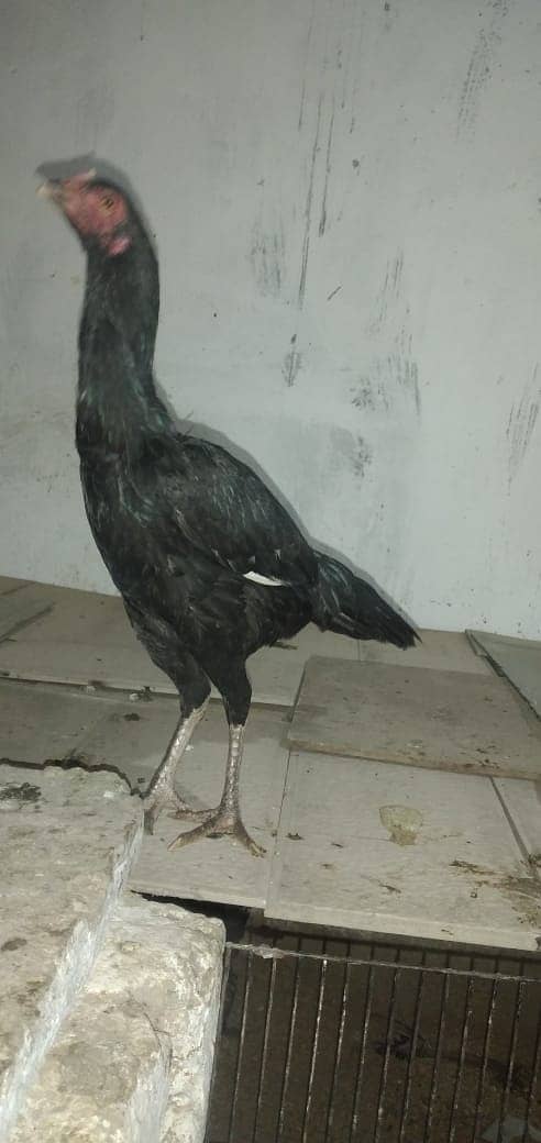 mianwali aseel hens and roosters for sale 13