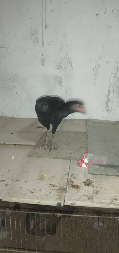 mianwali aseel hens and roosters for sale 14