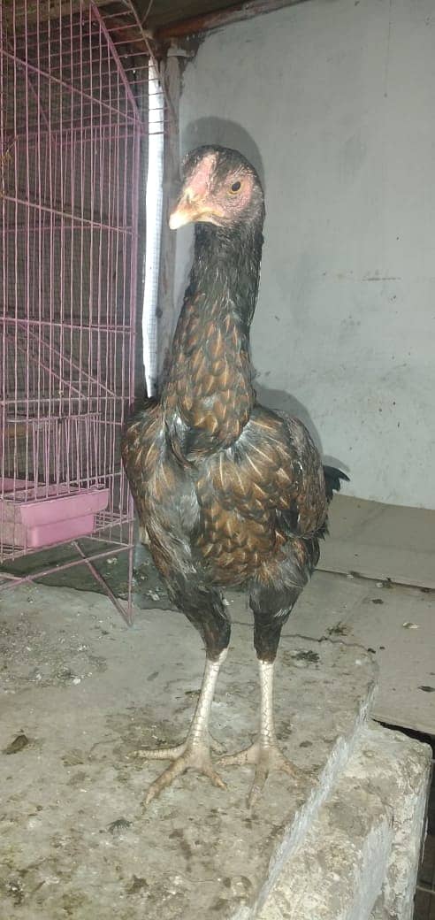 mianwali aseel hens and roosters for sale 15