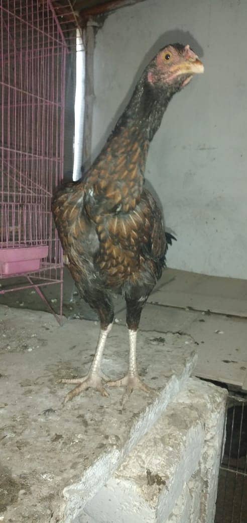 mianwali aseel hens and roosters for sale 16