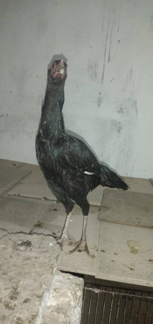 mianwali aseel hens and roosters for sale 17