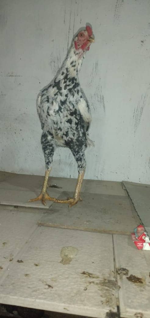 mianwali aseel hens and roosters for sale 19