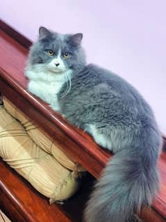 Persian Cat Grey White 9 month full traind Home Rare Color Triple coat