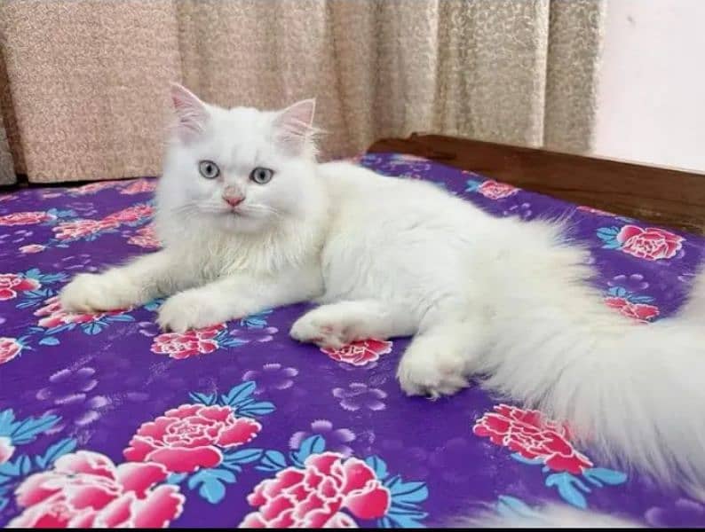 quality Persian panch face cate & kittan male female both available h 0