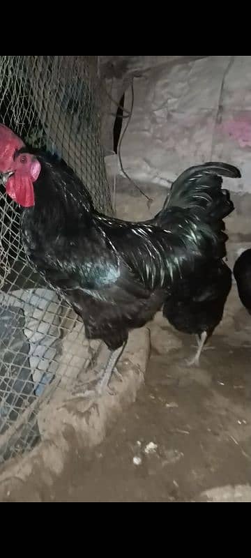 Australorp and RIR Fertile Egg 2