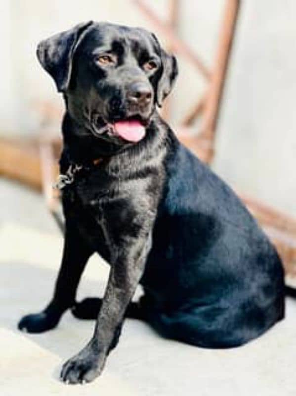 Labrador Black Male Age 2 years healthy and active 2