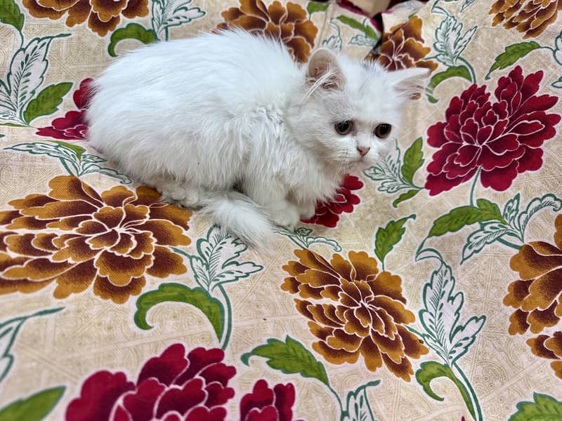 White Female Double coat Persian 0