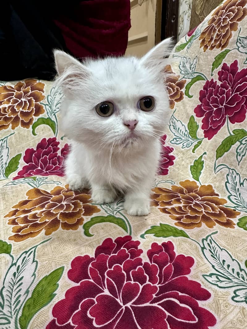 White Female Double coat Persian 1