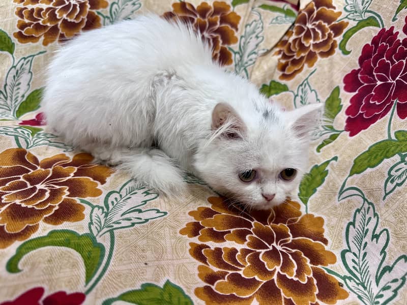 White Female Double coat Persian 2