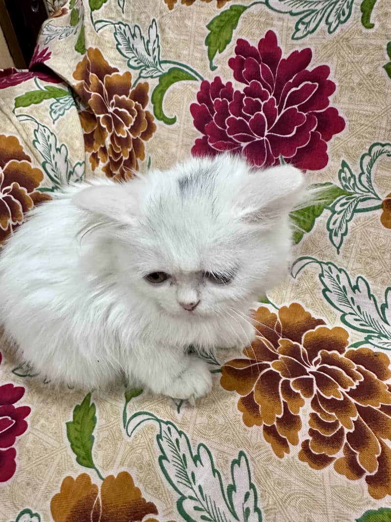 White Female Double coat Persian 3