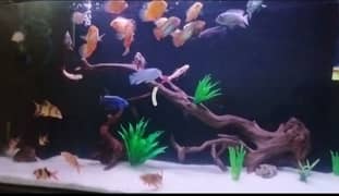 Fish aquarium  and live palnts services and maintenance