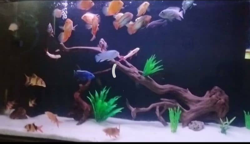 Fish aquarium  and live palnts services and maintenance 0