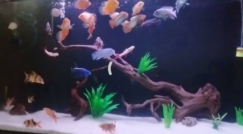 Fish aquarium  and live palnts services and maintenance 1