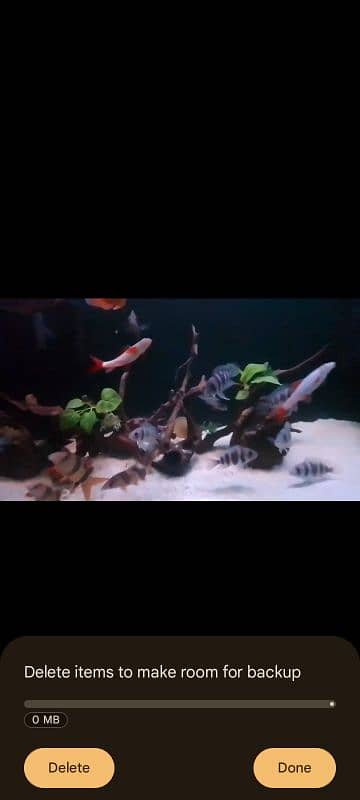 Fish aquarium  and live palnts services and maintenance 2