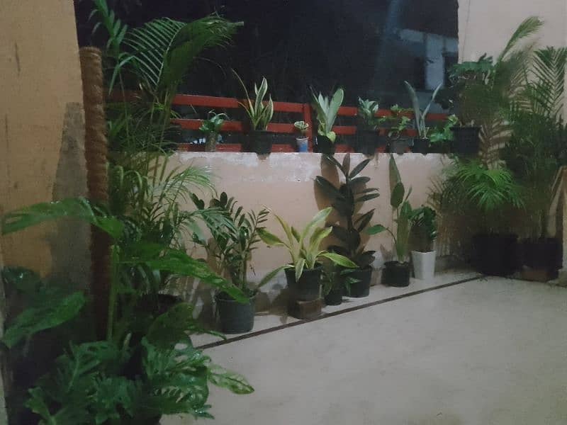 Fish aquarium  and live palnts services and maintenance 12