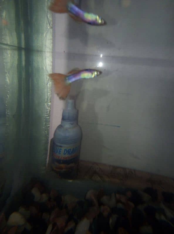 Breeding Guppy fish and their babies with aquariam 1