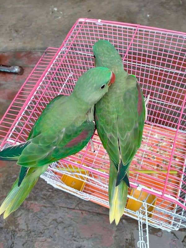 kashmiri ra parrot for sale 4 month age WhatsApp number 03417057463 0