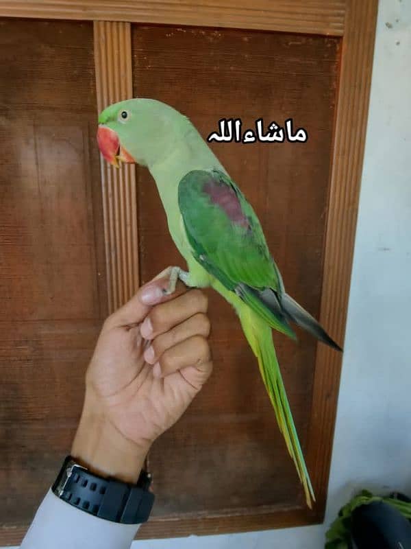 kashmiri ra parrot for sale 4 month age WhatsApp number 03417057463 1