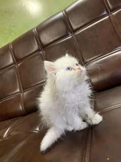 Male Persian Kitten