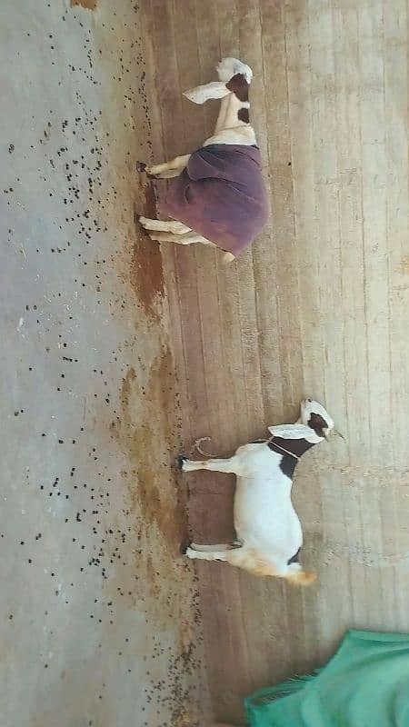 Bakri for sale 0