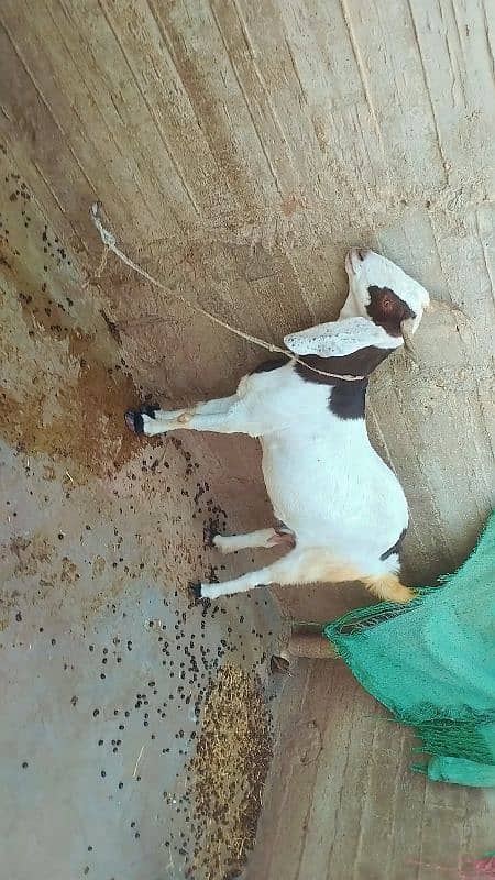 Bakri for sale 2