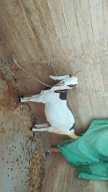 Bakri for sale 4