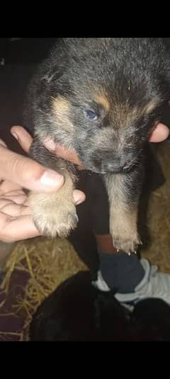 German Shepherd