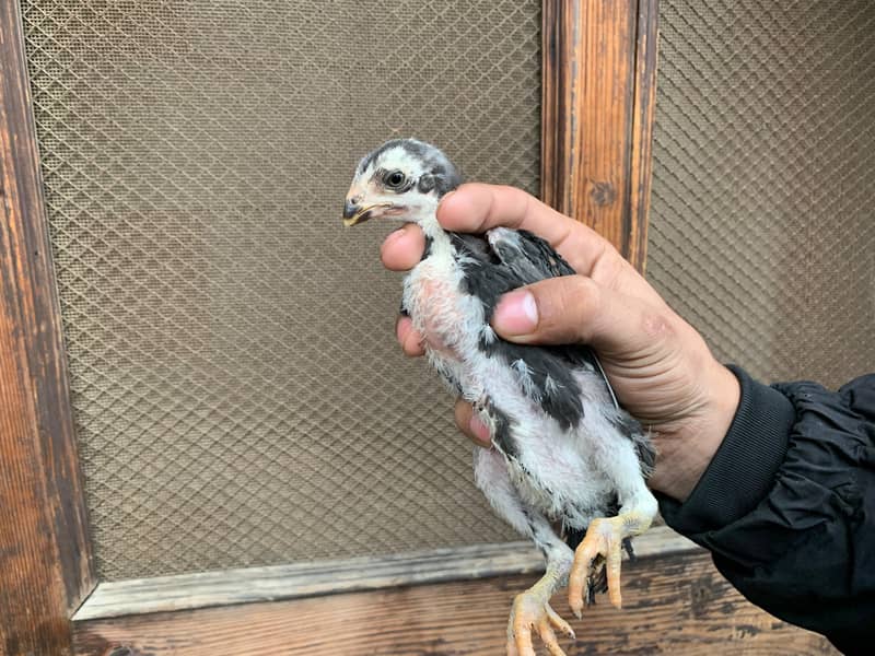 Parrot Beak + Pakistani Cross Chicks | shamoo white Chicks | 12000 per 1