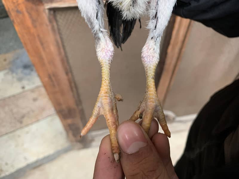 Parrot Beak + Pakistani Cross Chicks | shamoo white Chicks | 12000 per 2